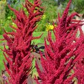 Amaranthus cruentus 'Velvet Curtains' (2)